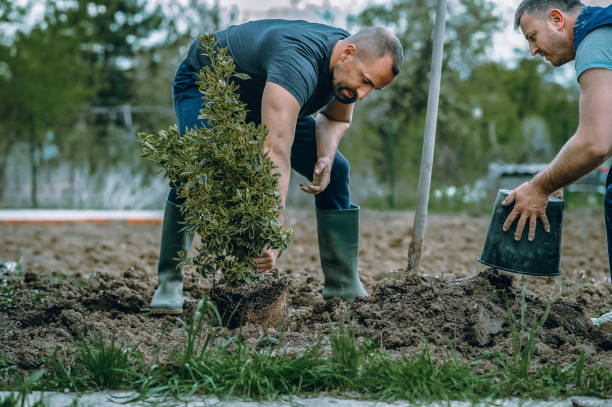 How Our Tree Care Process Works  in  Arlington, NY